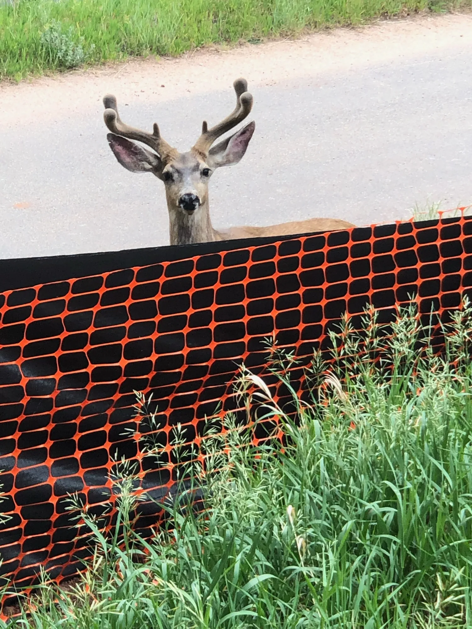 Wildlife beside temporary construction fencing