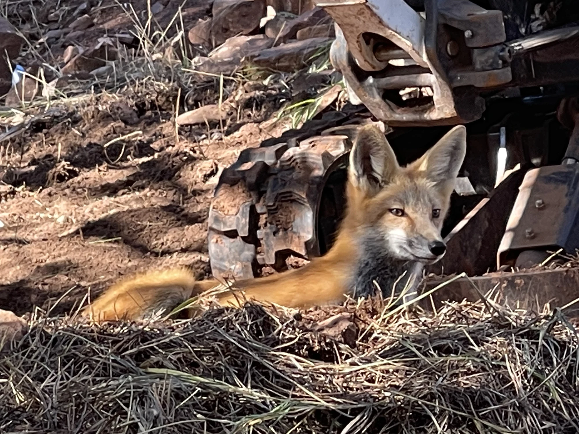Red fox resting beside construction equipment