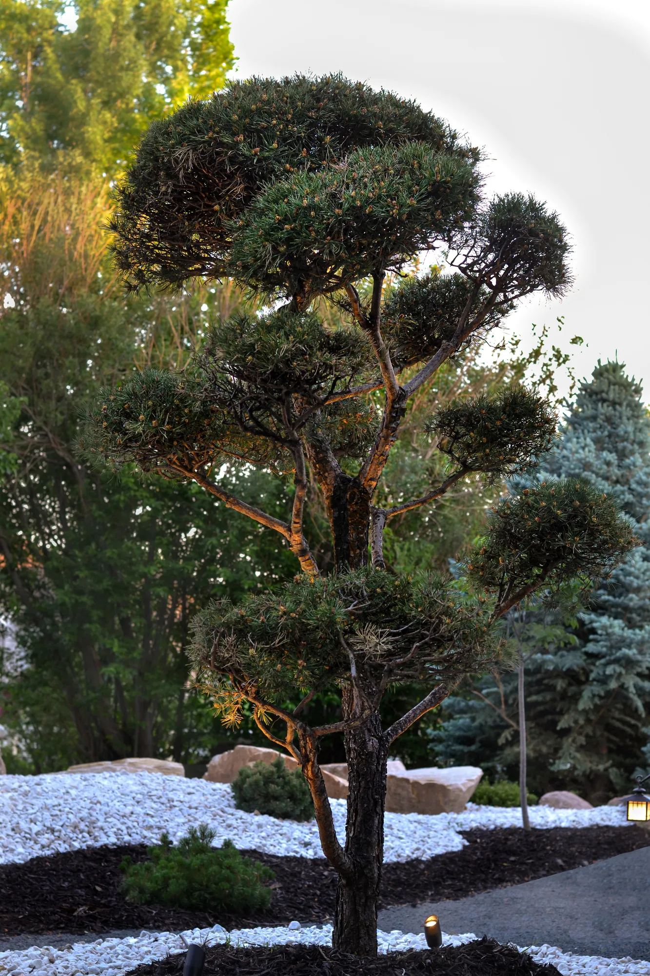 Sculptural evergreen specimen in a gravel garden