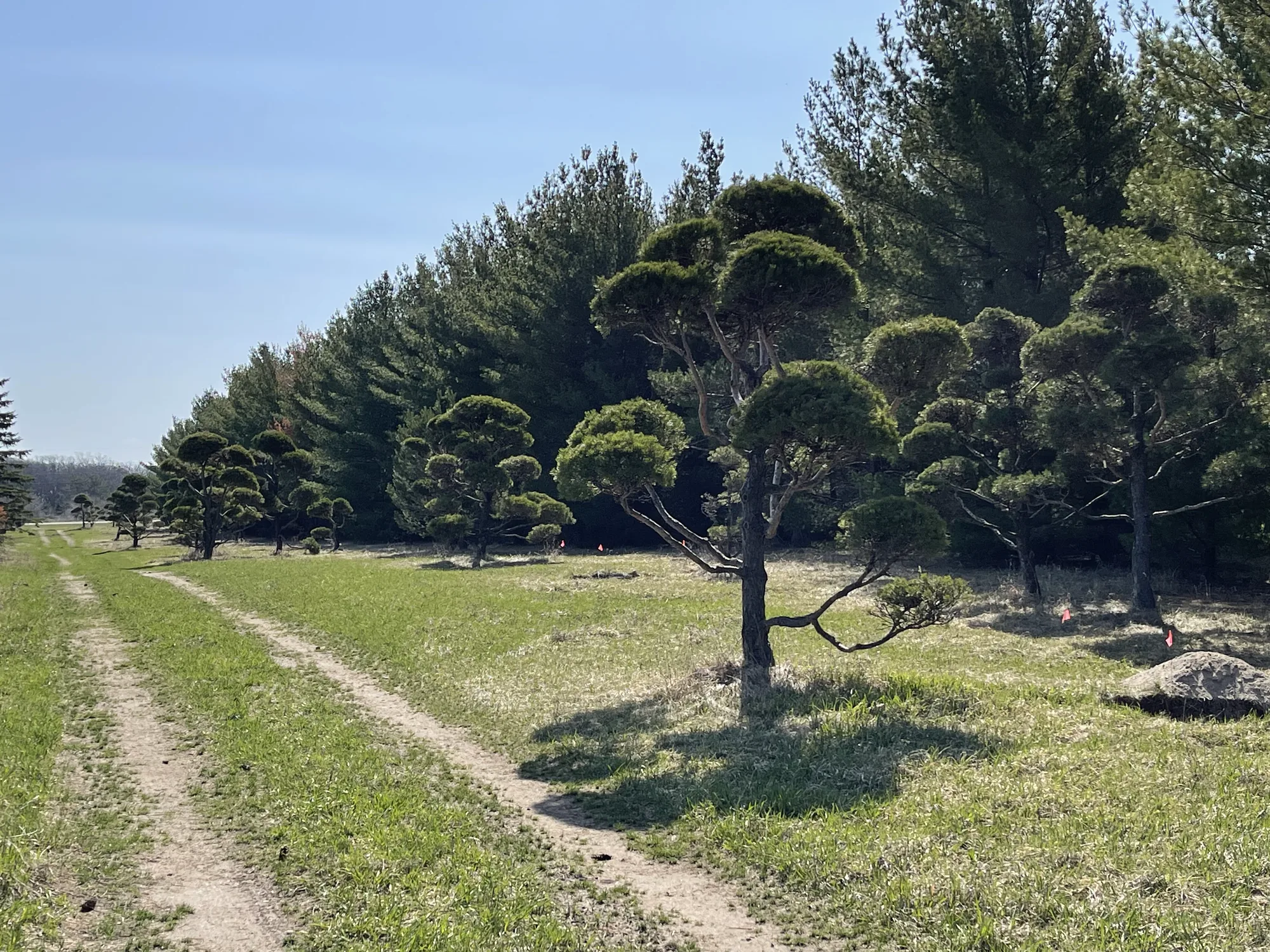 Field-grown sculptural evergreens arranged in rows