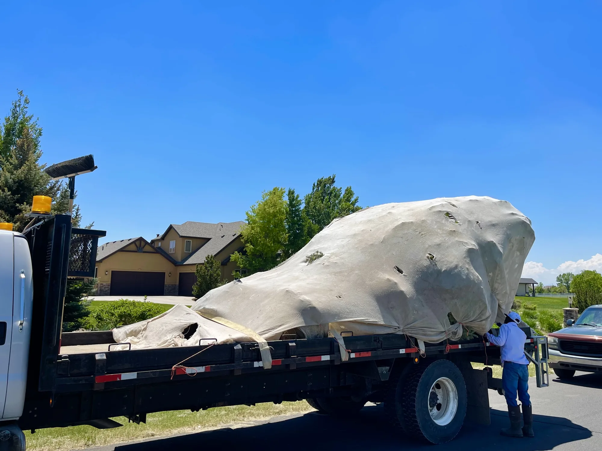 Large specimen tree secured for transport
