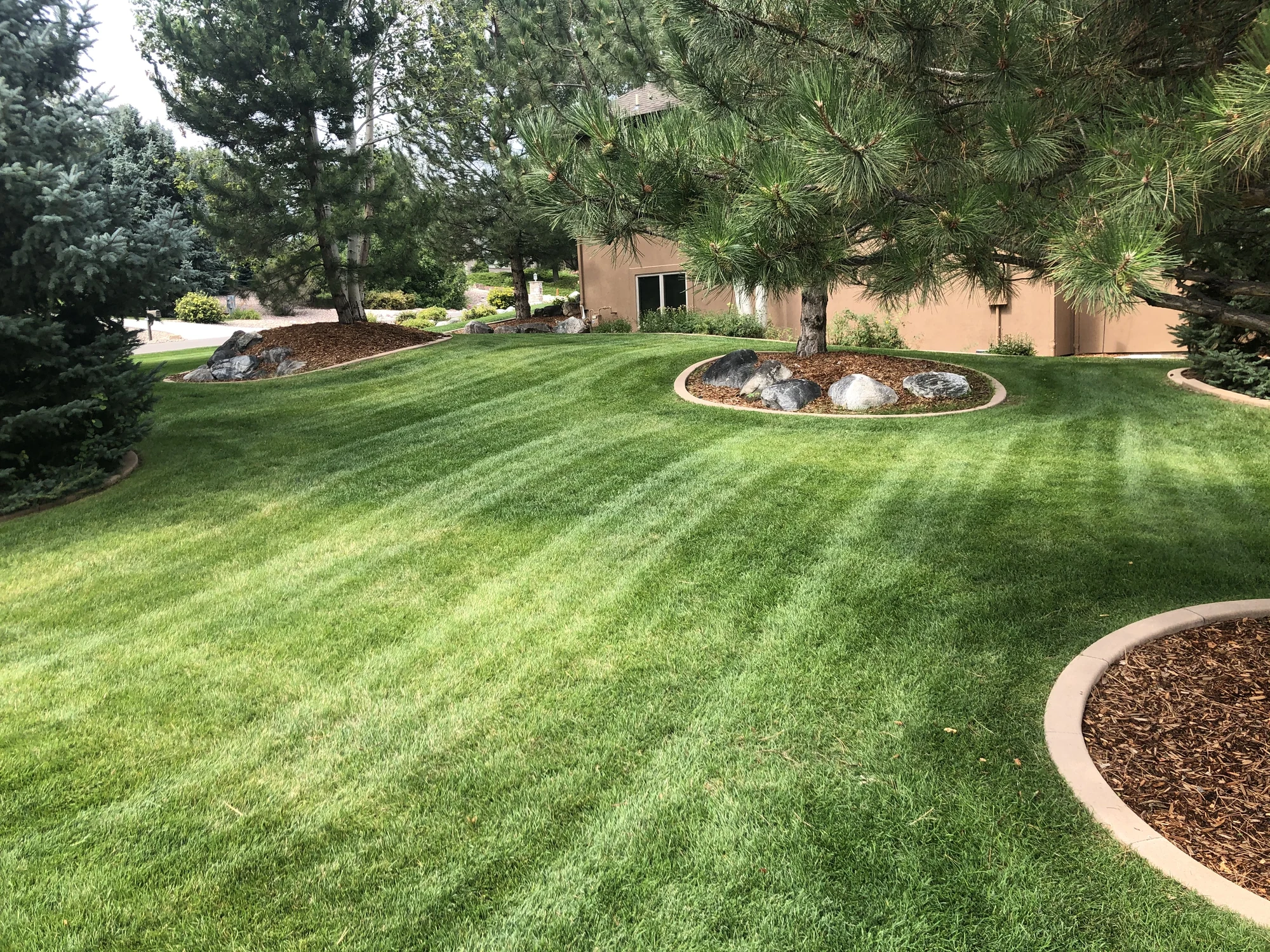 Finished residential lawn with curved planting beds and mature evergreens
