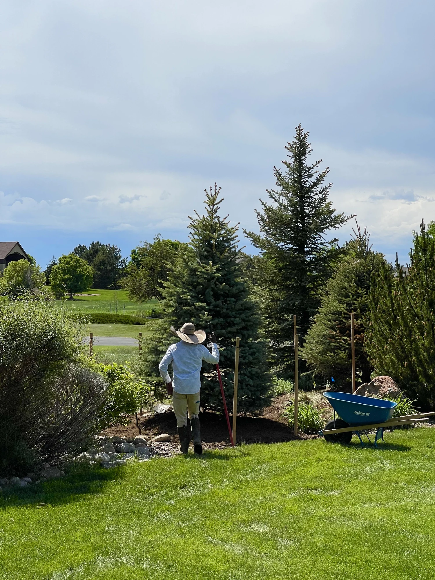Crew member tending a newly planted evergreen