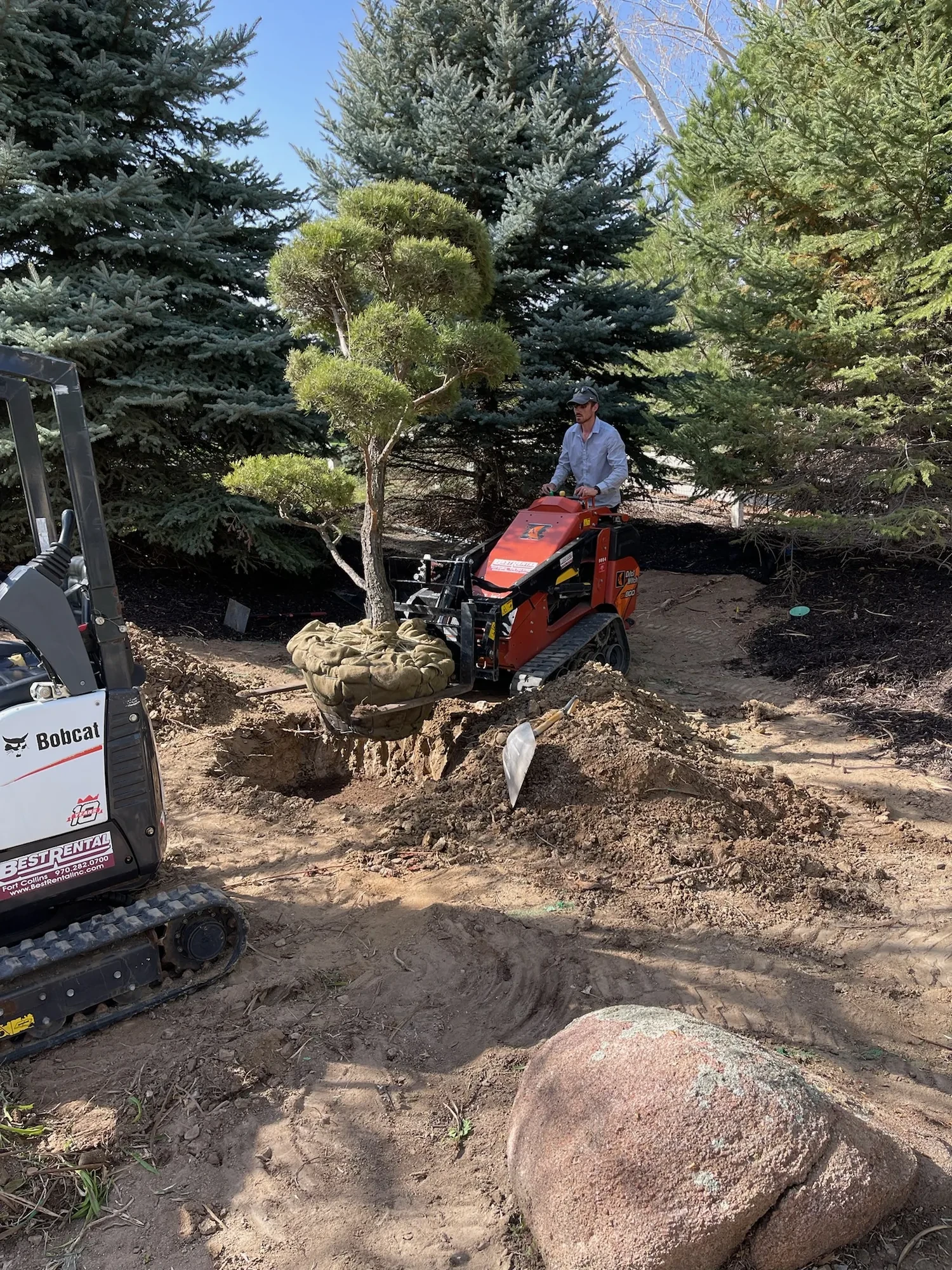 Crew installing a mature sculptural evergreen with compact equipment